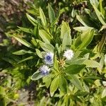 Globularia salicina Flor