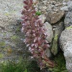 Saxifraga florulenta Habitus