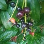 Prunus laurocerasus Fruto