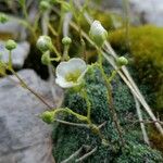 Saxifraga squarrosa Floare