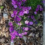 Phlox subulata 整株植物