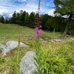 Epilobium angustifolium Хабит