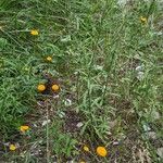 Leucanthemum virgatum 形態