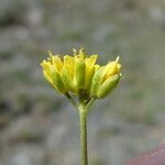 Draba aizoides Flower