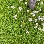 Saxifraga hypnoides Květ