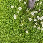 Saxifraga hypnoides Fula