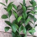 Ruscus hypophyllum Leaf