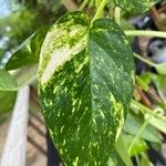 Epipremnum aureum (Linden & André) G.S.BuntingFeuille