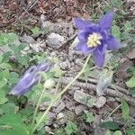 Aquilegia vulgarisFlower