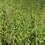 Solidago altissima Habit