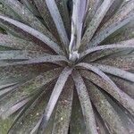 Agave maculata Blatt