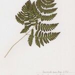 Gymnocarpium robertianum Hoja