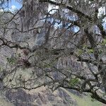 Pouteria procera Hábito