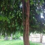 Taxus baccata Otro