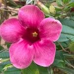 Allamanda blanchetii Flower