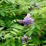 Wisteria frutescens Агульны выгляд