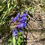 Penstemon speciosus Virág