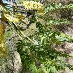 Prosopis velutina Hábito