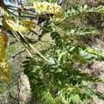 Prosopis velutina आदत