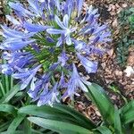 Agapanthus africanusফুল