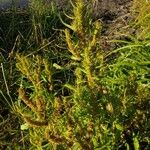 Rumex maritimus Feuille