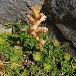 Orobanche teucrii Квітка
