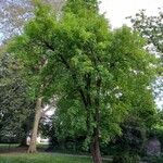 Aesculus glabra Tervik taim