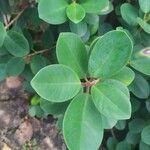 Ficus microcarpa Leaf