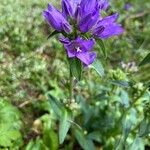 Campanula glomerataFloare