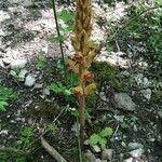 Orobanche gracilisᱵᱟᱦᱟ