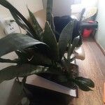 Dracaena stuckyi বাকল