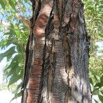 × Chitalpa tashkentensis Rusca