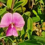 Tephrosia emeroides Fleur