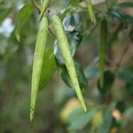 Gymnema sylvestre Frukto