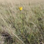 Kniphofia grantii Hábito