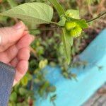 Dalechampia scandens Fruto