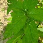 Caperonia palustris पत्ता