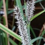 Carex acutiformis Fleur