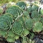 Aeonium aureum Φύλλο