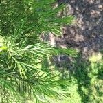 Melaleuca alternifolia Yaprak