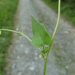 Fallopia convolvulus 叶