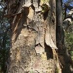 Albizia forbesii Lubje