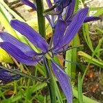 Camassia quamash Blüte