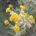 Tephroseris palustris Fula
