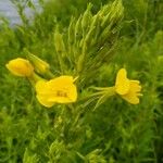 Oenothera biennisFlower