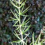 Asparagus setaceus Лист