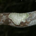 Vepris lanceolata Ŝelo