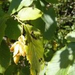 Ostrya virginiana Leaf