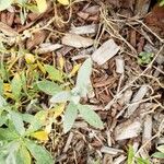 Cerastium tomentosum Leaf