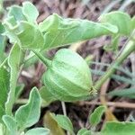 Physalis viscosa Frucht